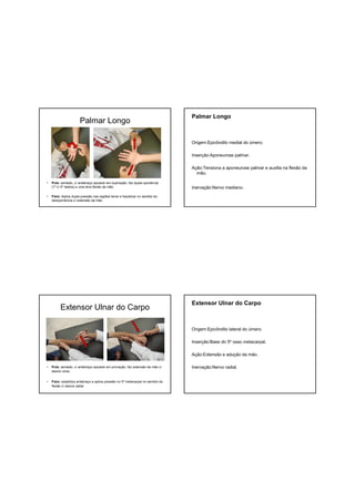 Palmar Longo
• Pcte: sentado, c/ antebraço apoiado em supinação, faz dupla oponência
(1º c/ 5º dedos) e uma leve flexão da mão.
• Fisio: Aplica dupla pressão nas regiões tenar e hipotenar no sentido da
desoponência c/ extensão da mão.
Palmar Longo
Origem:Epicôndilo medial do úmero.
Inserção:Aponeurose palmar.
Ação:Tensiona a aponeurose palmar e auxilia na flexão da
mão.
Inervação:Nervo mediano.
Extensor Ulnar do Carpo
• Pcte: sentado, c/ antebraço apoiado em pronação, faz extensão da mão c/
desvio ulnar.
• Fisio: estabiliza antebraço e aplica pressão no 5º metacarpal no sentido da
flexão c/ desvio radial
Extensor Ulnar do Carpo
Origem:Epicôndilo lateral do úmero.
Inserção:Base do 5º osso metacarpal.
Ação:Extensão e adução da mão.
Inervação:Nervo radial.
 