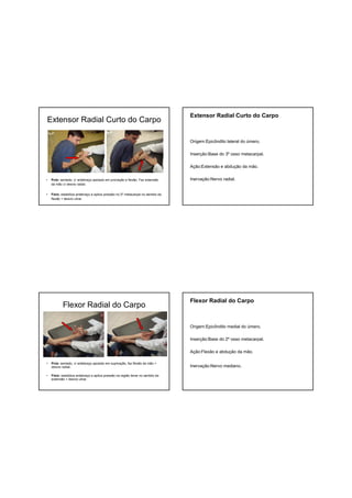 Extensor Radial Curto do Carpo
• Pcte: sentado, c/ antebraço apoiado em pronação e flexão. Faz extensão
da mão c/ desvio radial.
• Fisio: estabiliza antebraço e aplica pressão no 5º metacarpal no sentido da
flexão + desvio ulnar.
Extensor Radial Curto do Carpo
Origem:Epicôndilo lateral do úmero.
Inserção:Base do 3º osso metacarpal.
Ação:Extensão e abdução da mão.
Inervação:Nervo radial.
Flexor Radial do Carpo
• Pcte: sentado, c/ antebraço apoiado em supinação, faz flexão da mão +
desvio radial.
• Fisio: estabiliza antebraço e aplica pressão na região tenar no sentido da
extensão + desvio ulnar.
Flexor Radial do Carpo
Origem:Epicôndilo medial do úmero.
Inserção:Base do 2º osso metacarpal.
Ação:Flexão e abdução da mão.
Inervação:Nervo mediano.
 