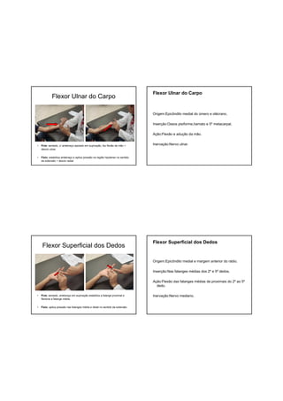 Flexor Ulnar do Carpo
• Pcte: sentado, c/ antebraço apoiado em supinação, faz flexão da mão +
desvio ulnar.
• Fisio: estabiliza antebraço e aplica pressão na região hipotenar no sentido
da extensão + desvio radial
Flexor Ulnar do Carpo
Origem:Epicôndilo medial do úmero e olécrano.
Inserção:Ossos pisiforme,hamato e 5º metacarpal.
Ação:Flexão e adução da mão.
Inervação:Nervo ulnar.
Flexor Superficial dos Dedos
• Pcte: sentado, antebraço em supinação estabiliza a falange proximal e
flexiona a falange média.
• Fisio: aplica pressão nas falanges média e distal no sentido da extensão.
Flexor Superficial dos Dedos
Origem:Epicôndilo medial e margem anterior do rádio.
Inserção:Nas falanges médias dos 2º e 5º dedos.
Ação:Flexão das falanges médias de proximais do 2º ao 5º
dedo.
Inervação:Nervo mediano.
 