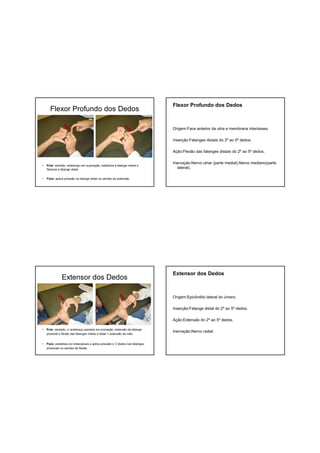 Flexor Profundo dos Dedos
• Pcte: sentado, antebraço em supinação, estabiliza a falange média e
flexiona a falange distal.
• Fisio: aplica pressão na falange distal no sentido da extensão.
Flexor Profundo dos Dedos
Origem:Face anterior da ulna e membrana interóssea.
Inserção:Falanges distais do 2º ao 5º dedos.
Ação:Flexão das falanges distais do 2º ao 5º dedos.
Inervação:Nervo ulnar (parte medial),Nervo mediano(parte
lateral).
Extensor dos Dedos
• Pcte: sentado, c/ antebraço apoiado em pronação, extensão da falange
proximal e flexão das falanges média e distal + extensão da mão.
• Fisio: estabiliza os metacarpais e aplica pressão c/ 2 dedos nas falanges
proximais no sentido da flexão.
Extensor dos Dedos
Origem:Epicôndilo lateral do úmero.
Inserção:Falange distal do 2º ao 5º dedos.
Ação:Extensão do 2º ao 5º dedos.
Inervação:Nervo radial.
 