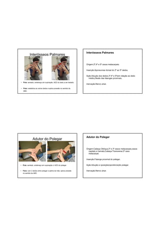 Interósseos Palmares
• Pcte: sentado, antebraço em supinação, ADD do dedo a ser testado.
• Fisio: estabiliza os outros dedos e aplica pressão no sentido da
ABD.
Interósseos Palmares
Origem:2º,4º e 5º ossos metacarpais.
Inserção:Aponeurose dorsal do 2º ao 5º dedos.
Ação:Adução dos dedos 2º,4º e 5º(em relação ao dedo
médio),flexão das falanges proximais.
Inervação:Nervo ulnar.
Adutor do Polegar
• Pcte: sentado, antebraço em supinação c/ ADD do polegar.
• Fisio: com 2 dedos entre polegar e palma da mão, aplica pressão
no sentido da ABD.
Adutor do Polegar
Origem:Cabeça Oblíqua:2º e 3º ossos metacarpais,ossos
capitato e hamato;Cabeça Transversa:3º osso
metacarpal.
Inserção:Falange proximal do polegar.
Ação:Adução e oposição(oponência)do polegar.
Inervação:Nervo ulnar.
 
