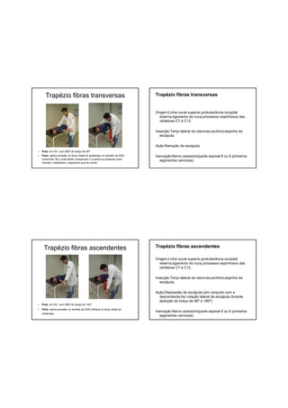Trapézio fibras transversas
• Pcte: em DV, com ABD do braço de 90º.
• Fisio: aplica pressão no terço distal do antebraço no sentido da ADD
horizontal. Se o pcte tentar compensar c/ a pelve ou qualquer outro
membro, estabilizar o segmento que se mover.
Trapézio fibras transversas
Origem:Linha nucal superior,protuberância occipital
externa,ligamento da nuca,processos espinhosos das
vértebras C7 à C12.
Inserção:Terço lateral da clavícula,acrômio,espinha da
escápula.
Ação:Retração da escápula.
Inervação:Nervo acessório(parte espinal-5 ou 6 primeiros
segmentos cervicais).
Trapézio fibras ascendentes
• Pcte: em DV, com ABD do braço de 145º.
• Fisio: aplica pressão no sentido da ADD oblíqua no terço distal do
antebraço.
Trapézio fibras ascendentes
Origem:Linha nucal superior,protuberância occipital
externa,ligamento da nuca,processos espinhosos das
vértebras C7 à C12.
Inserção:Terço lateral da clavícula,acrômio,espinha da
escápula.
Ação:Depressão da escápula,(em conjunto com a
descendente,faz rotação lateral da escápula durante
abdução do braço de 90º à 180º).
Inervação:Nervo acessório(parte espinal-5 ou 6 primeiros
segmentos cervicais).
 