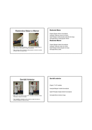 Redondos Maior e Menor
• Pcte: em DV c/ flexão do antebraço + ADD, extensão e rotação medial do
braço. Dorso da mão apoiado na região lombossacral.
• Fisio: estabiliza CMS contralateral e aplica pressão no cotovelo no sentido
da flexão e ABD do braço(p/ baixo).
Redondo Maior
Origem:Ângulo inferior da escápula.
Inserção:Tubérculo menor do úmero.
Ação:Rotação medial,adução,extensão do braço.
Inervação:Nervo subescapular inferior.
Redondo Menor
Origem:Margem lateral da escápula.
Inserção:Tubérculo maior do úmero.
Ação:Rotação lateral,adução do braço.
Inervação:Nervo axilar.
Serrátil Anterior
• Pcte: em DD, com flexão do braço de 90º, extensão do antebraço e dedos
flexionados. Cíngulo em protração.
• Fisio: estabiliza o cotovelo e aplica pressão na região dos dedos no
sentido da retração do cíngulo (p/ baixo).
Serrátil anterior
Origem:1ª à 9ª costelas.
Inserção:Margem medial da escápula.
Ação:Protração,rotação lateral da escápula.
Inervação:Nervo torácico longo.
 