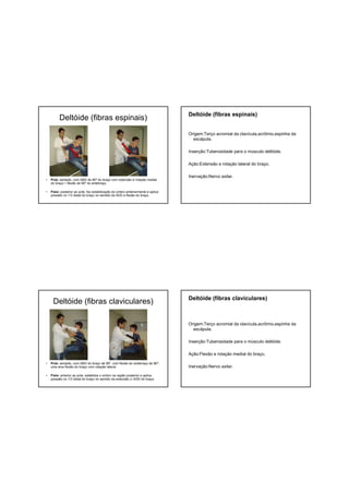 Deltóide (fibras espinais)
• Pcte: sentado, com ABD de 90º do braço com extensão e rotação medial
do braço + flexão de 90º do antebraço.
• Fisio: posterior ao pcte, faz estabilização do ombro anteriormente e aplica
pressão no 1/3 distal do braço no sentido da ADD e flexão do braço.
Deltóide (fibras espinais)
Origem:Terço acromial da clavícula,acrômio,espinha da
escápula.
Inserção:Tuberosidade para o músculo deltóide.
Ação:Extensão e rotação lateral do braço.
Inervação:Nervo axilar.
Deltóide (fibras claviculares)
• Pcte: sentado, com ABD do braço de 90º, com flexão do antebraço de 90º,
uma leve flexão do braço com rotação lateral.
• Fisio: anterior ao pcte, estabiliza o ombro na região posterior e aplica
pressão no 1/3 distal do braço no sentido da extensão c/ ADD do braço.
Deltóide (fibras claviculares)
Origem:Terço acromial da clavícula,acrômio,espinha da
escápula.
Inserção:Tuberosidade para o músculo deltóide.
Ação:Flexão e rotação medial do braço.
Inervação:Nervo axilar.
 