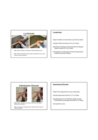 Lumbricais
• Pcte: sentado, antebraço em supinação c/ flexão da falange proximal.
• Fisio: estabiliza metacarpais e aplica pressão nas falanges proximal, média
e distal no sentido da extensão.
Lumbricais
Origem:Tendões do músculo flexor profundo dos dedos.
Inserção:Tendão dos flexores do 2º ao 5º dedos
Ação:Flexão da falange proximal,extensão das falanges
médias e distais do 2º ao 5º dedos.
Inervação:Nervo mediano(dois lumbricais laterais),Nevo
ulnar(dois lumbricais mediais).
Interósseos Dorsais
• Pcte: sentado, antebraço em supinação, abduz dedo e ser testado e
estabiliza os outros dedos.
• Fisio: aplica pressão na falange média no sentido da ADD (3º dedo em
ambas as direções).
Interósseos Dorsais
Origem:Faces adjacentes dos ossos metacarpais.
Inserção:Aponeurose dorsal do 2º,3º e 4º dedos.
Ação:Abdução do 2º e 4º dedos(em relação ao dedo
médio),flexão das falanges proximais(2º ao 4º dedos).
Inervação:Nervo ulnar.
 