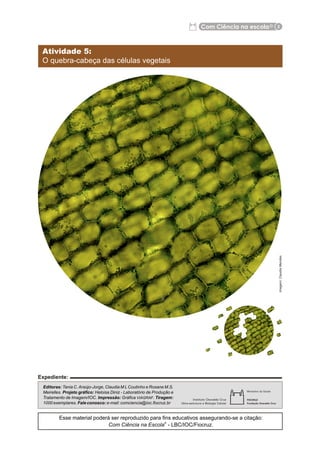 Apostila ramo de Elódea