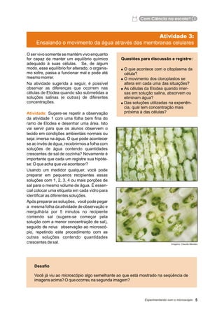 Apostila ramo de Elódea