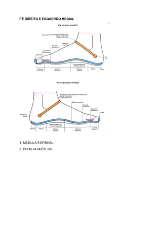 PÉ DIREITO E ESQUERDO MEDIAL
1. MEDULA ESPINHAL
2. PROSTATA/ÚTERO
 