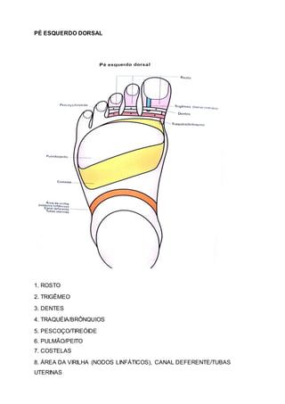 PÉ ESQUERDO DORSAL
1. ROSTO
2. TRIGÊMEO
3. DENTES
4. TRAQUÉIA/BRÔNQUIOS
5. PESCOÇO/TIREÓIDE
6. PULMÃO/PEITO
7. COSTELAS
8. ÁREA DA VIRILHA (NODOS LINFÁTICOS), CANAL DEFERENTE/TUBAS
UTERINAS
 