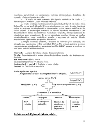 coagulação, caracterizada por desnaturação proteínas citoplasmáticas, degradação das
organelas celulares e tumefação celular.
A LCI resulta de dois processos; (1) digestão enzimática da célula e (2)
desnaturação de proteínas. Ocorre autólise e heterólise.
As células necróticas mostram eosinofilia aumentada, atribuível, em parte, à perda
da basofilia normal conferida pelo RNA no citoplasma e, em parte, à maior ligação de
eosina às proteínas intracitoplasmáticas desnaturadas, podem ocorrer calcificação das
células mortas. À microscopia eletrônica, as células necróticas caracterizam-se por
descontinuidades francas nas membranas plasmáticas e organelas, dilatação acentuada das
mitocôndrias com aparecimento de graves densidades amorfas, figuras de mielina
intracitoplasmáticas restos osmiofilicos amorfos e agregados de material felpudo,
provavelmente representados por proteína desnaturada.
Alterações nucleares aparecem, a basofilia da cromatina pode esmaecer, uma
alteração que, supostamente reflete a atividade DNAse. Um segundo padrão é a pinose,
caracterizada por retração nuclear e aumento da basofilia. O DNA aparente se condensa em
uma massa basofilia sólida e encolhida.
Hipertrofia – Aumento do volume celular e do seu metabolismo
Atrofia – Resposta adaptativa na qual há uma diminuição do tamanho e do funcionamento
da célula.
Sem adaptações => lesão celular
Lesão celular reversível => até certo ponto.
Lesão celular irreversível => Evolução p/ morte celular.
Isquemia => Falta de fluxo sanguíneo.
Lesão isquêmica e hipóxica
- A isquemia lesa o tecido mais rapidamente que a hipóxia.
Padrões morfológicos de Morte celular
11
Agente nocivo (Ca2+
)
Mitocôndria (Ca2+
) Retículo endoplasmático (Ca2+
)
Aumento do (Ca2+
) citosólico
ATPase Fosfolipase Protease Endonuclease
ATP
reduzido
Fosfolipídeos
reduzidos
Ruptura da
membrana e
proteínas
esqueléticas
Lesão na
cromatina
nuclear
1,3µmol (Ca2+
)
0,1µmol (Ca2+
)
 