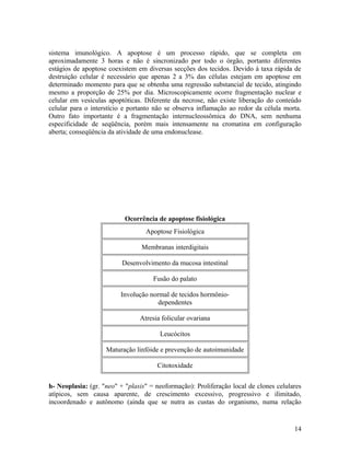 sistema imunológico. A apoptose é um processo rápido, que se completa em
aproximadamente 3 horas e não é sincronizado por todo o órgão, portanto diferentes
estágios de apoptose coexistem em diversas secções dos tecidos. Devido à taxa rápida de
destruição celular é necessário que apenas 2 a 3% das células estejam em apoptose em
determinado momento para que se obtenha uma regressão substancial de tecido, atingindo
mesmo a proporção de 25% por dia. Microscopicamente ocorre fragmentação nuclear e
celular em vesículas apoptóticas. Diferente da necrose, não existe liberação do conteúdo
celular para o interstício e portanto não se observa inflamação ao redor da célula morta.
Outro fato importante é a fragmentação internucleossômica do DNA, sem nenhuma
especificidade de seqüência, porém mais intensamente na cromatina em configuração
aberta; conseqüência da atividade de uma endonuclease.
Ocorrência de apoptose fisiológica
Apoptose Fisiológica
Membranas interdigitais
Desenvolvimento da mucosa intestinal
Fusão do palato
Involução normal de tecidos hormônio-
dependentes
Atresia folicular ovariana
Leucócitos
Maturação linfóide e prevenção de autoimunidade
Citotoxidade
h- Neoplasia: (gr. "neo" + "plasis" = neoformação): Proliferação local de clones celulares
atípicos, sem causa aparente, de crescimento excessivo, progressivo e ilimitado,
incoordenado e autônomo (ainda que se nutra as custas do organismo, numa relação
14
 