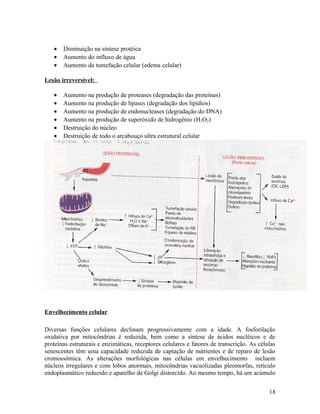 • Diminuição na síntese protéica
• Aumento do influxo de água
• Aumento da tumefação celular (edema celular)
Lesão irreversível:
• Aumento na produção de proteases (degradação das proteínas)
• Aumento na produção de lípases (degradação dos lipídios)
• Aumento na produção de endonucleases (degradação do DNA)
• Aumento na produção de superóxido de hidrogênio (H2O2)
• Destruição do núcleo
• Destruição de todo o arcabouço ultra estrutural celular
Envelhecimento celular
Diversas funções celulares declinam progressivamente com a idade. A fosforilação
oxidativa por mitocôndrias é reduzida, bem como a síntese de ácidos nucléicos e de
proteínas estruturais e enzimáticas, receptores celulares e fatores de transcrição. As células
senescentes têm uma capacidade reduzida de captação de nutrientes e de reparo de lesão
cromossômica. As alterações morfológicas nas células em envelhecimento incluem
núcleos irregulares e com lobos anormais, mitocôndrias vacuolizadas pleomorfas, retículo
endoplasmático reduzido e aparelho de Golgi distorcido. Ao mesmo tempo, há um acúmulo
18
 