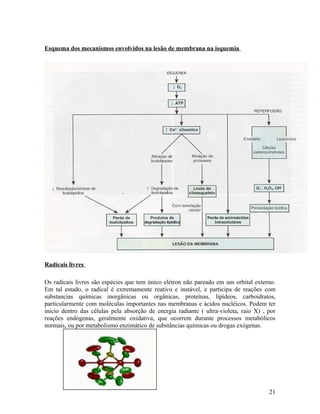 Esquema dos mecanismos envolvidos na lesão de membrana na isquemia
Radicais livres
Os radicais livres são espécies que tem único elétron não pareado em um orbital externo.
Em tal estado, o radical é extremamente reativo e instável, e participa de reações com
substancias químicas inorgânicas ou orgânicas, proteínas, lipídeos, carboidratos,
particularmente com moléculas importantes nas membranas e ácidos nucléicos. Podem ter
inicio dentro das células pela absorção de energia radiante ( ultra-violeta, raio X) , por
reações endógenas, geralmente oxidativa, que ocorrem durante processos metabólicos
normais, ou por metabolismo enzimático de substâncias químicas ou drogas exógenas.
21
 