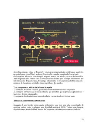 A medida em que a estase se desenvolve observa-se uma orientação periférica do leucócitos
(principalmente neutrófilos), ao longo do endotélio vascular, marginação leucocitária.
Os leucócitos aderem e pouco depois migram através da parede vascular do interstício.
Após migrarem para fora do vaso os leucócitos são atraídos para o campo inflamatório por
um mecanismo de quimiotaxia. No campo inflamatório os leucócitos neutrofilos iniciam o
processo de fagocitose, auxiliados pelos macrófagos dos tecidos.
Três componentes básicos da inflamação aguda
1) alterações do calibre vascular, que acarretam um aumento no fluxo sanguíneo
2) alterações estruturais da microvasculatura, que permitem que as proteínas; plasmáticas e
leucócitos deixem a circulação;
3) emigração dos leucócitos da micro circulação e seu acúmulo no foco da lesão.
Diferenças entre exsudato e transutado
Exsudato: È um líquido extravascular inflamatório que tem uma alta concentração de
proteína, muitos restos celulares e uma densidade acima de 1,020. Traduz uma alteração
significativa da permeabilidade normal dos pequenos vasos sanguíneos na área da lesão.
35
 