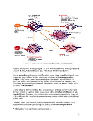 Figura 1: Evolução da inflamação aguda (do livro Robbins and Cotran Pathologic Basis of
Disease - Kumar, Abbas and Fausto (eds) 7th Edition - International Edition)
Ocorre resolução quando o processo inflamatório agudo é bem sucedido, atingindo o seu
objetivo de conter, diluir e destruir o agente agressor, ocorrendo pouca destruição
tecidual. Neste caso o edema e as proteínas são drenados pelos vasos linfáticos; os
leucócitos polimorfonucleares neutrófilos do foco inflamatório sofrem apoptose e são
fagocitados pelos macrófagos juntamente com os restos necróticos. Depois disso o tecido
inflamado volta ao normal.
Ocorre cura por fibrose quando o dano tecidual é maior e não é possível restabelecer a
estrutura normal do órgão ou tecido lesado, sendo a área necrótica substituída por uma
cicatriz fibrosa. Neste caso ocorrem fenômenos semelhantes aos da resolução porém há
proliferação vascular e de fibroblastos que se encarregam de produzir e depositar colágeno
no interstício.
Quando o agente agressor não é destruído prontamente ou o material necrótico não é
reabsorvido ou eliminado (abscessos por exemplo), ocorre a inflamação crônica.
A inflamação crônica ocorre nas seguintes situações:
37
 