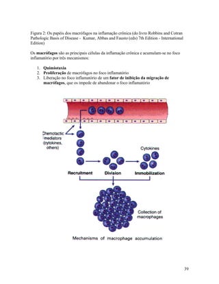 Figura 2: Os papéis dos macrófagos na inflamação crônica (do livro Robbins and Cotran
Pathologic Basis of Disease - Kumar, Abbas and Fausto (eds) 7th Edition - International
Edition)
Os macrófagos são as principais células da inflamação crônica e acumulam-se no foco
inflamatório por três mecanismos:
1. Quimiotaxia
2. Proliferação de macrófagos no foco inflamatório
3. Liberação no foco inflamatório de um fator de inibição da migração de
macrófagos, que os impede de abandonar o foco inflamatório
39
 