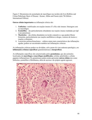 Figura 3: Mecanismos de acumulação de macrófagos nos tecidos (do livro Robbins and
Cotran Pathologic Basis of Disease - Kumar, Abbas and Fausto (eds) 7th Edition -
International Edition)
Outras células importantes na inflamação crônica são:
1. Linfócitos - mobilizados em reações imunes (T e B) e não imunes. Interagem com
os macrófagos.
2. Eosinófilos – são particularmente abundantes nas reações imunes mediadas por IgE
e nas parasitoses
3. Mastócitos – são células abundantes no tecido conjuntivo e que podem liberar
histamina, particularmente nas reações anafiláticas a drogas, venenos de insetos e
reações a alimentos
4. Leucócitos polimorfonucleares – embora sejam mais característicos das inflamações
agudas, podem ser encontrados também nas inflamações crônicas.
As inflamações crônicas podem ser divididas, sob o ponto de vista anátomo-patológico, em
inflamações crônicas específicas (granulomatosas) e inespecíficas.
As inflamações específicas são caracterizadas pelos granulomas, que são acúmulos
localizados de macrófagos e macrófagos modificados, (células epitelióides e células
gigantes inflamatórias). Os granulomas podem ainda apresentar outras células tais como
linfócitos, eosinófilos e fibroblastos, além de necrose e do próprio agente agressor.
40
 