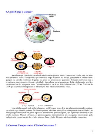 5. Como Surge o Câncer?
As células que constituem os animais são formadas por três partes: a membrana celular, que é a parte
mais externa da célula; o citoplasma, que constitui o corpo da célula; e o núcleo, que contem os cromossomas
que por sua vez são compostos de genes. Os genes são arquivos que guardam e fornecem instruções para a
organização das estruturas, formas e atividades das células no no organismo. Toda a informação genética
encontra-se inscrita nos genes, numa "memória química" - o ácido desoxirribonucleico (DNA). É através do
DNA que os cromossomas passam as informações para o funcionamento da célula.
Uma célula normal pode sofrer alterações no DNA dos genes. É o que chamamos mutação genética.
As células cujo material genético foi alterado passam a receber instruções erradas para as suas atividades. As
alterações podem ocorrer em genes especiais, denominados protooncogenes, que a princípio são inativos em
células normais. Quando ativados, os protooncogenes transformam-se em oncogenes, responsáveis pela
malignização (cancerização) das células normais. Essas células diferentes são denominadas cancerosas.
6. Como se Comportam as Células Cancerosas ?
1
 