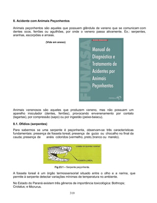 8. Acidente com Animais Peçonhentos

Animais peçonhentos são aqueles que possuem glândula de veneno que se comunicam com
dentes ocos, ferrões ou aguilhões, por onde o veneno passa ativamente. Ex.: serpentes,
aranhas, escorpiões e arraias.

                       (Vide em anexo)




Animais venenosos são aqueles que produzem veneno, mas não possuem um
aparelho inoculador (dentes, ferrões), provocando envenenamento por contato
(lagartas), por compressão (sapo) ou por ingestão (peixe-baiacu).

8.1. Ofídios (serpentes)
Para sabermos se uma serpente é peçonhenta, observam-se três características
fundamentais: presença de fosseta loreal; presença de guizo ou chocalho no final da
cauda; presença de    anéis coloridos (vermelho, preto, branco ou marelo).




                             Fig 23.1 – Serpente peçonhenta.

A fosseta loreal é um órgão termossensorial situado entre o olho e a narina, que
permite à serpente detectar variações mínimas de temperatura no ambiente.

No Estado do Paraná existem três gêneros de importância toxicológica: Bothrops;
Crotalus; e Micrurus.

                                          319
 