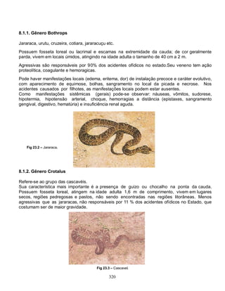 8.1.1. Gênero Bothrops

Jararaca, urutu, cruzeira, cotiara, jararacuçu etc.
Possuem fosseta loreal ou lacrimal e escamas na extremidade da cauda; de cor geralmente
parda, vivem em locais úmidos, atingindo na idade adulta o tamanho de 40 cm a 2 m.
Agressivas são responsáveis por 90% dos acidentes ofídicos no estado.Seu veneno tem ação
proteolítica, coagulante e hemoragicas.
Pode haver manifestações locais (edema, eritema, dor) de instalação precoce e caráter evolutivo,
com aparecimento de equimose, bolhas, sangramento no local da picada e necrose. Nos
acidentes causados por filhotes, as manifestações locais podem estar ausentes.
Como manifestações sistêmicas (gerais) pode-se observar: náuseas, vômitos, sudorese,
hipotermia, hipotensão arterial, choque, hemorragias a distância (epistaxes, sangramento
gengival, digestivo, hematúria) e insuficiência renal aguda.




    Fig 23.2 – Jararaca.




8.1.2. Gênero Crotalus

Refere-se ao grupo das cascavéis.
Sua característica mais importante é a presença de guizo ou chocalho na ponta da cauda.
Possuem fosseta loreal, atingem na idade adulta 1,6 m de comprimento, vivem em lugares
secos, regiões pedregosas e pastos, não sendo encontradas nas regiões litorâneas. Menos
agressivas que as jararacas, não responsáveis por 11 % dos acidentes ofídicos no Estado, que
costumam ser de maior gravidade.




                                         Fig 23.3 – Cascavel.

                                                320
 