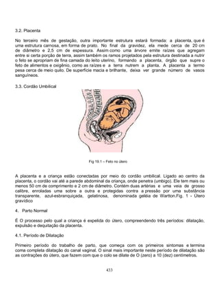 3.2. Placenta

No terceiro mês de gestação, outra importante estrutura estará formada: a placenta, que é
uma estrutura carnosa, em forma de prato. No final da gravidez, ela mede cerca de 20 cm
de diâmetro e 2,5 cm de espessura. Assim como uma árvore emite raízes que agregam
entre si certa porção de terra, assim também os ramos projetados pela estrutura destinada a nutrir
o feto se apropriam de fina camada do leito uterino, formando a placenta, órgão que supre o
feto de alimentos e oxigênio, como as raízes e a terra nutrem a planta. A placenta a termo
pesa cerca de meio quilo. De superfície macia e brilhante, deixa ver grande número de vasos
sanguíneos.

3.3. Cordão Umbilical




                                      Fig 19.1 – Feto no útero



A placenta e a criança estão conectadas por meio do cordão umbilical. Ligado ao centro da
placenta, o cordão vai até a parede abdominal da criança, onde penetra (umbigo). Ele tem mais ou
menos 50 cm de comprimento e 2 cm de diâmetro. Contém duas artérias e uma veia de grosso
calibre, enroladas uma sobre a outra e protegidas contra a pressão por uma substância
transparente, azul-esbranquiçada, gelatinosa, denominada geléia de Wartton.Fig. 1 - Útero
gravídico

4. Parto Normal

É O processo pelo qual a criança é expelida do útero, compreendendo três períodos: dilatação,
expulsão e dequitação da placenta.

4.1. Período de Dilatação

Primeiro período do trabalho de parto, que começa com os primeiros sintomas e termina
coma completa dilatação do canal vaginal. O sinal mais importante neste período de dilatação são
as contrações do útero, que fazem com que o colo se dilate de O (zero) a 10 (dez) centímetros.


                                                433
 