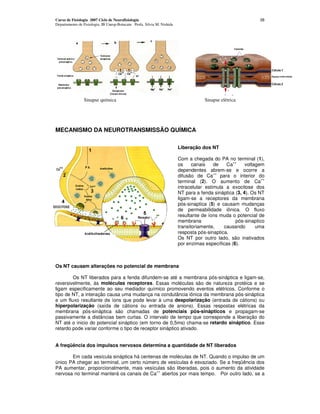 Curso de Fisiologia 2007 Ciclo de Neurofisiologia                                                             38
Departamento de Fisiologia, IB Unesp-Botucatu Profa. Silvia M. Nishida




                Sinapse química                                                      Sinapse elétrica




MECANISMO DA NEUROTRANSMISSÃO QUÍMICA

                                                                         Liberação dos NT

                                                                         Com a chegada do PA no terminal (1),
                                                                                                  ++
                                                                         os     canais    de   Ca       voltagem
                                                                         dependentes abrem-se e ocorre a
                                                                                          ++
                                                                         difusão de Ca para o interior do
                                                                                                               ++
                                                                         terminal (2). O aumento de Ca
                                                                         intracelular estimula a exocitose dos
                                                                         NT para a fenda sináptica (3, 4). Os NT
                                                                         ligam-se a receptores da membrana
                                                                         pós-sinaptica (5) e causam mudanças
                                                                         de permeabilidade iônica. O fluxo
                                                                         resultante de íons muda o potencial de
                                                                         membrana                  pós-sinaptico
                                                                         transitoriamente,    causando       uma
                                                                         resposta pós-sinaptica.
                                                                         Os NT por outro lado, são inativados
                                                                         por enzimas específicas (6).



Os NT causam alterações no potencial de membrana

        Os NT liberados para a fenda difundem-se até a membrana pós-sináptica e ligam-se,
reversivelmente, às moléculas receptoras. Essas moléculas são de natureza protéica e se
ligam especificamente ao seu mediador químico promovendo eventos elétricos. Conforme o
tipo de NT, a interação causa uma mudança na condutância iônica da membrana pós-sináptica
e um fluxo resultante de íons que pode levar à uma despolarização (entrada de cátions) ou
hiperpolarizaçâo (saída de cátions ou entrada de anions). Essas respostas elétricas da
membrana pós-sináptica são chamadas de potenciais pós-sinápticos e propagam-se
passivamente a distâncias bem curtas. O intervalo de tempo que corresponde a liberação do
NT até o inicio do potencial sináptico (em torno de 0,5ms) chama-se retardo sináptico. Esse
retardo pode variar conforme o tipo de receptor sináptico ativado.


A freqüência dos impulsos nervosos determina a quantidade de NT liberados

       Em cada vesícula sináptica há centenas de moléculas de NT. Quando o impulso de um
único PA chegar ao terminal, um certo número de vesículas é esvaziado. Se a freqüência dos
PA aumentar, proporcionalmente, mais vesículas são liberadas, pois o aumento da atividade
                                           ++
nervosa no terminal manterá os canais de Ca abertos por mais tempo. Por outro lado, se a
 