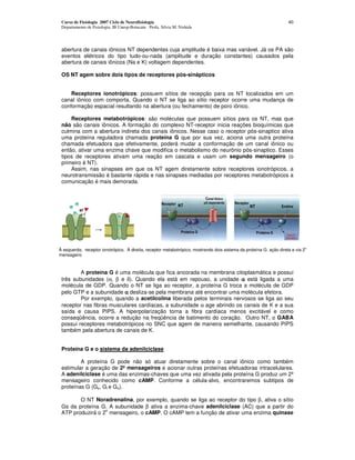 Curso de Fisiologia 2007 Ciclo de Neurofisiologia                                                                   40
 Departamento de Fisiologia, IB Unesp-Botucatu Profa. Silvia M. Nishida




 abertura de canais iônicos NT dependentes cuja amplitude é baixa mas variável. Já os PA são
 eventos elétricos do tipo tudo-ou-nada (amplitude e duração constantes) causados pela
 abertura de canais iônicos (Na e K) voltagem dependentes.

 OS NT agem sobre dois tipos de receptores pós-sinápticos


     Receptores ionotrópicos: possuem sítios de recepção para os NT localizados em um
 canal iônico com comporta. Quando o NT se liga ao sítio receptor ocorre uma mudança de
 conformação espacial resultando na abertura (ou fechamento) de poro iônico.

     Receptores metabotrópicos: são moléculas que possuem sítios para os NT, mas que
 não são canais iônicos. A formação do complexo NT-receptor inicia reações bioquímicas que
 culmina com a abertura indireta dos canais iônicos. Nesse caso o receptor pós-sinaptico ativa
 uma proteína reguladora chamada proteína G que por sua vez, aciona uma outra proteína
 chamada efetuadora que efetivamente, poderá mudar a conformação de um canal iônico ou
 então, ativar uma enzima chave que modifica o metabolismo do neurônio pós-sinaptico. Esses
 tipos de receptores ativam uma reação em cascata e usam um segundo mensageiro (o
 primeiro é NT).
     Assim, nas sinapses em que os NT agem diretamente sobre receptores ionotrópicos, a
 neurotransmissâo é bastante rápida e nas sinapses mediadas por receptores metabotrópicos a
 comunicação é mais demorada.




À esquerda, receptor ionotrópico. Á direita, receptor metabotrópico, mostrando dois sistema da proteína G: ação direta e via 2o
mensageiro



         A proteína G é uma molécula que fica ancorada na membrana citoplasmática e possui
 três subunidades (α, β e δ). Quando ela está em repouso, a unidade α está ligada a uma
 molécula de GDP. Quando o NT se liga ao receptor, a proteína G troca a molécula de GDP
 pelo GTP e a subunidade α desliza-se pela membrana até encontrar uma molécula efetora.
         Por exemplo, quando a acetilcolina liberada pelos terminais nervosos se liga ao seu
 receptor nas fibras musculares cardíacas, a subunidade α age abrindo os canais de K e a sua
 saída e causa PIPS. A hiperpolarização torna a fibra cardíaca menos excitável e como
 conseqüência, ocorre a redução na freqüência de batimento do coração. Outro NT, o GABA
 possui receptores metabotrópicos no SNC que agem de maneira semelhante, causando PIPS
 também pela abertura de canais de K.


 Proteína G e o sistema da adenilciclase

         A proteína G pode não só atuar diretamente sobre o canal iônico como também
 estimular a geração de 2º mensageiros e acionar outras proteínas efetuadoras intracelulares.
 A adenilciclase é uma das enzimas-chaves que uma vez ativada pela proteína G produz um 2º
 mensageiro conhecido como cAMP. Conforme a célula-alvo, encontraremos subtipos de
 proteínas G (Gs, Gi e Go).

        O NT Noradrenalina, por exemplo, quando se liga ao receptor do tipo β, ativa o sítio
 Gs da proteína G. A subunidade β ativa a enzima-chave adenilciclase (AC) que a partir do
                  o
 ATP produzirá o 2 mensageiro, o cAMP. O cAMP tem a função de ativar uma enzima quinase
 