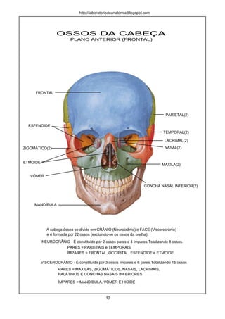 PARIETAL(2)
FRONTAL
ESFENOIDE
TEMPORAL(2)
LACRIMAL(2)
NASAL(2)
CONCHA NASAL INFERIOR(2)
MAXILA(2)
VÔMER
MANDÍBULA
ETMOIDE
ZIGOMÁTICO(2)
OSSOS DA CABEÇA
PLANO ANTERIOR (FRONTAL)
A cabeça óssea se divide em CRÂNIO (Neurocrânio) e FACE (Viscerocrânio)
NEUROCRÂNIO - É constituido por 2 ossos pares e 4 ímpares.Totalizando 8 ossos.
PARES = PARIETAIS e TEMPORAIS
ÍMPARES = FRONTAL, OCCIPITAL, ESFENOIDE e ETMOIDE.
VISCEROCRÂNIO - É constituída por 3 ossos ímpares e 6 pares.Totalizando 15 ossos
PARES = MAXILAS, ZIGOMÁTICOS, NASAIS, LACRIMAIS,
PALATINOS E CONCHAS NASAIS INFERIORES.
ÍMPARES = MANDÍBULA, VÔMER E HIOIDE
e é formada por 22 ossos (excluindo-se os ossos da orelha).
12
http://laboratoriodeanatomia.blogspot.com
 