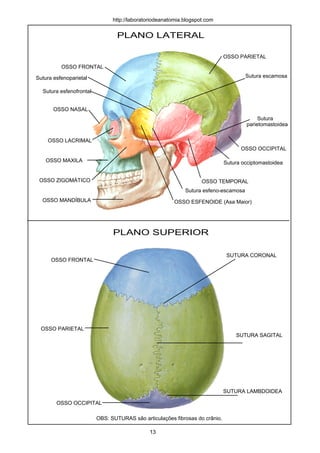 PLANO LATERAL
PLANO SUPERIOR
OSSO FRONTAL
OSSO NASAL
OSSO LACRIMAL
OSSO MAXILA
OSSO MANDÍBULA
OSSO PARIETAL
OSSO OCCIPITAL
OSSO TEMPORAL
OSSO ESFENOIDE (Asa Maior)
OSSO ZIGOMÁTICO
OSSO FRONTAL
OSSO PARIETAL
OSSO OCCIPITAL
SUTURA CORONAL
SUTURA SAGITAL
SUTURA LAMBDOIDEA
13
http://laboratoriodeanatomia.blogspot.com
OBS: SUTURAS são articulações fibrosas do crânio.
Sutura escamosaSutura esfenoparietal
Sutura esfenofrontal
Sutura occiptomastoidea
Sutura
parietomastoidea
Sutura esfeno-escamosa
 