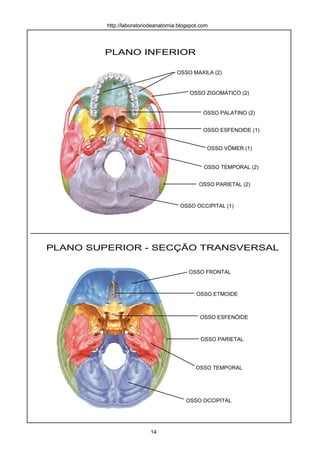 PLANO INFERIOR
PLANO SUPERIOR - SECÇÃO TRANSVERSAL
OSSO MAXILA (2)
OSSO PALATINO (2)
OSSO ESFENOIDE (1)
OSSO TEMPORAL (2)
OSSO PARIETAL (2)
OSSO OCCIPITAL (1)
OSSO ZIGOMÁTICO (2)
OSSO FRONTAL
OSSO ESFENÓIDE
OSSO PARIETAL
OSSO OCCIPITAL
OSSO TEMPORAL
OSSO ETMOIDE
OSSO VÔMER (1)
14
http://laboratoriodeanatomia.blogspot.com
 