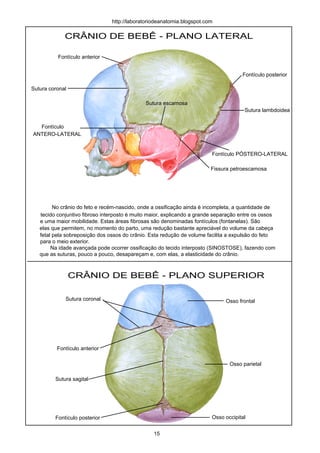CRÂNIO DE BEBÊ - PLANO LATERAL
CRÂNIO DE BEBÊ - PLANO SUPERIOR
No crânio do feto e recém-nascido, onde a ossificação ainda é incompleta, a quantidade de
tecido conjuntivo fibroso interposto é muito maior, explicando a grande separação entre os ossos
e uma maior mobilidade. Estas áreas fibrosas são denominadas fontículos (fontanelas). São
elas que permitem, no momento do parto, uma redução bastante apreciável do volume da cabeça
fetal pela sobreposição dos ossos do crânio. Esta redução de volume facilita a expulsão do feto
para o meio exterior.
Na idade avançada pode ocorrer ossificação do tecido interposto (SINOSTOSE), fazendo com
que as suturas, pouco a pouco, desapareçam e, com elas, a elasticidade do crânio.
Fontículo anterior
ANTERO-LATERAL
Fontículo posterior
Fontículo PÓSTERO-LATERAL
Sutura lambdoidea
Sutura coronal
Sutura escamosa
Fissura petroescamosa
Fontículo anterior
Fontículo posterior
Sutura sagital
Sutura coronal Osso frontal
Osso parietal
Osso occipital
15
http://laboratoriodeanatomia.blogspot.com
Fontículo
 
