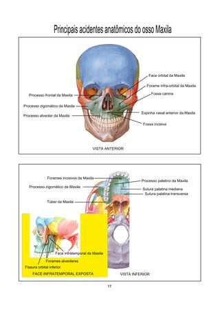 Processo frontal da Maxila
Processo zigomático da Maxila
Processo alveolar da Maxila
Face orbital da Maxila
Espinha nasal anterior da Maxila
Forame infra-orbital da Maxila
PrincipaisacidentesanatômicosdoossoMaxila
VISTA ANTERIOR
VISTA INFERIOR
Forames incisivos da Maxila
Processo palatino da Maxila
Sutura palatina mediana
Sutura palatina transversa
Processo zigomático da Maxila
Túber da Maxila
FACE INFRATEMPORAL EXPOSTA
Face infratemporal da Maxila
Forames alveolares
Fissura orbital inferior
17
Fossa canina
Fossa incisiva
 