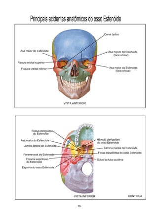 PrincipaisacidentesanatômicosdoossoEsfenóide
VISTA ANTERIOR
Asa menor do Esfenoide
(face orbital)
Asa maior do Esfenoide
(face orbital)
Asa maior do Esfenoide
VISTA INFERIOR
Asa maior do Esfenoide
Lâmina lateral do Esfenoide
Lâmina medial do Esfenoide
Fossa pterigoidea
Forame oval do Esfenoide
Forame espinhoso
Espinha do osso Esfenoide
Sulco da tuba auditiva
Fossa escafóidea do osso Esfenoide
Hâmulo pterigoideo
do osso Esfenoide
do Esfenoide
do Esfenoide
CONTINUA
19
Fissura orbital superior
Fissura orbital inferior
Canal óptico
 