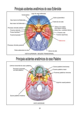 PrincipaisacidentesanatômicosdoossoEsfenóide
Asa menor do Esfenoide
Asa maior do Esfenoide
Processo clinoide anterior
Sulco p/ os vasos
meníngeos médios
Sulco da a. carótida interna
Fossa hipofisial
Sulco quiasmático
Jugo do osso esfenoide
Tubérculo da sela
Dorso da sela
Processo clinoide posterior
Parte esfenoide do clivo
PrincipaisacidentesanatômicosdoossoPalatino
Espinha nasal posterior
Sutura palatina transversa
Forame palatino maior
Processo piramidal
do osso palatino
Lâmina horizontal do osso palatino
Forames palatinos menores
Sutura palatina mediana
VISTA SUPERIOR - SECÇÃO TRANSVERSAL
VISTA INFERIOR
20
Sela turca
Forame oval
Forame espinhoso
Forame redondo
Forame lacerado
Canal óptico
 