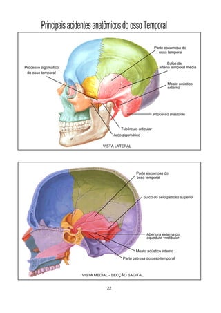 PrincipaisacidentesanatômicosdoossoTemporal
Parte escamosa do
osso temporal
Sulco da
artéria temporal médiaProcesso zigomático
do osso temporal
Tubérculo articular
Arco zigomático
Meato acústico
externo
Processo mastoide
Parte escamosa do
osso temporal
Meato acústico interno
Parte petrosa do osso temporal
Sulco do seio petroso superior
Abertura externa do
aqueduto vestibular
VISTA LATERAL
VISTA MEDIAL - SECÇÃO SAGITAL
22
 
