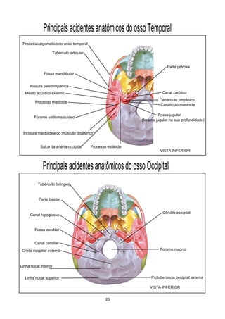 PrincipaisacidentesanatômicosdoossoTemporal
Processo zigomático do osso temporal
Tubérculo articular
Fossa mandibular
Fissura petrotimpânica
Meato acústico externo
Processo mastoide
Processo estiloide
Forame estilomastoideo
Incisura mastoidea(do músculo digástrico)
Sulco da artéria occipital
Parte petrosa
Canal carótico
Canalículo timpânico
Canalículo mastoide
Fossa jugular
(forame jugular na sua profundidade)
PrincipaisacidentesanatômicosdoossoOccipital
Protuberância occipital externaLinha nucal superior
Linha nucal inferior
Crista occipital externa
Fossa condilar
Canal condilar
Forame magno
Canal hipoglosso
Parte basilar
Tubérculo faríngeo
Côndilo occipital
VISTA INFERIOR
VISTA INFERIOR
23
 