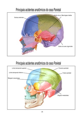 PrincipaisacidentesanatômicosdoossoParietal
25
Tuber parietal
Linha temporal superior
Linha temporal inferior
Forame parietal
Margem escamosa
PrincipaisacidentesanatômicosdoossoParietal
Sulco da a. Meníngea média
Sulcos arteriais
Sulco do seio sigmoide
Ângulo mastoideo
 