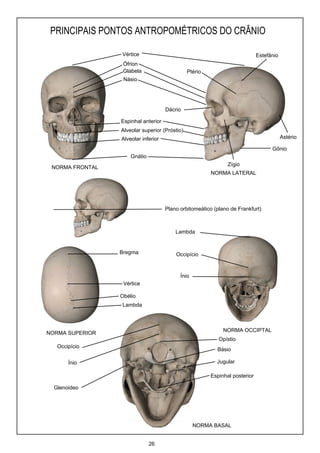 PRINCIPAIS PONTOS ANTROPOMÉTRICOS DO CRÂNIO
26
Vértice
Ófrion
Glabela
Násio
Espinhal anterior
Alveolar superior (Próstio)
Alveolar inferior
Gnátio
Estefânio
Dácrio
Astério
Plano orbitomeático (plano de Frankfurt)
Zígio
Gônio
Ptério
Bregma
Vértice
Obélio
Lambda
Occipício
Lambda
NORMA FRONTAL
NORMA LATERAL
NORMA SUPERIOR
NORMA OCCIPTAL
NORMA BASAL
Espinhal posterior
Glenoideo
Básio
Jugular
Opístio
Ínio
Occipício
Ínio
 