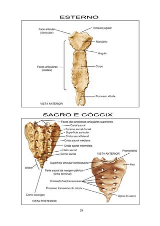 Manúbrio
Corpo
Processo xifoide
Incisura jugular
Faces articulares
(costais)
Face articular
(clavicular)
ESTERNO
Ângulo
SACRO E CÓCCIX
Forame sacral dorsal
Superfície auricular
Crista sacral lateral
Crista sacral mediana
Crista sacral intermédia
Hiato sacral
Corno sacral
Faces dos processos articulares superiores
Canal sacral
Superfície articular lombossacra
Promontório
Asa
Ápice do sacro
Processo transverso do cóccix
Cristas(linhas)transversais
cóccix
Parte sacral da margem pélvica
(linha terminal)
Corno coccígeo
VISTA ANTERIOR
VISTA POSTERIOR
VISTA ANTERIOR
29
 