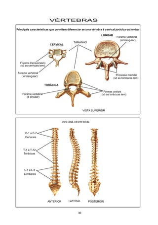 C-1 a C-7
Cervicais
T-1 a T-12
Torácicas
L-1 a L-5
Lombares
COLUNA VERTEBRAL
VÉRTEBRAS
CERVICAL
LOMBAR
TORÁCICA
Forame transversário
Fóveas costais
Processo mamilar
Forame vertebral
Forame vertebral
(é circular)
( é triangular)
Principais caracteristicas que permitem diferenciar se uma vértebra é cervical,torácica ou lombar
TAMANHO
Forame vertebral
(é triangular)
VISTA SUPERIOR
LATERAL POSTERIORANTERIOR
(só as cervicais tem)
(só as lombares tem)
(só as torácicas tem)
30
 