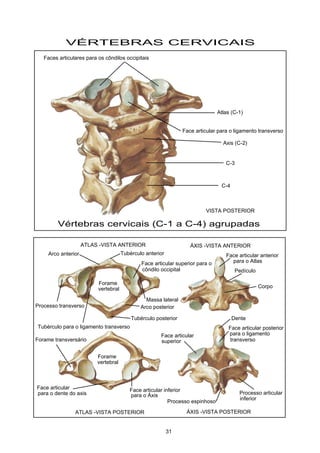 VÉRTEBRAS CERVICAIS
Vértebras cervicais (C-1 a C-4) agrupadas
Atlas (C-1)
Axis (C-2)
C-3
C-4
Faces articulares para os côndilos occipitais
Face articular para o ligamento transverso
Tubérculo anteriorArco anterior
Face articular superior para o
côndilo occipital
Tubérculo posterior
Arco posterior
Face articular
para o dente do axis
Forame
Processo transverso
Massa lateral
ATLAS -VISTA POSTERIOR
ATLAS -VISTA ANTERIOR
vertebral
Forame
vertebral
Forame transversário
Tubérculo para o ligamento transverso
ÁXIS -VISTA ANTERIOR
ÁXIS -VISTA POSTERIOR
Face articular anterior
para o Atlas
Pedículo
Face articular inferior
para o Áxis
Face articular posterior
para o ligamento
transverso
Processo espinhoso
Processo articular
inferior
Face articular
superior
Corpo
Dente
VISTA POSTERIOR
31
 