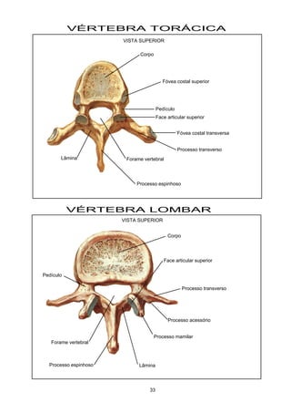 VÉRTEBRA TORÁCICA
VÉRTEBRA LOMBAR
Corpo
Forame vertebral
Processo espinhoso
Fóvea costal superior
Face articular superior
´Fóvea costal transversa
Pedículo
Lâmina
Processo transverso
VISTA SUPERIOR
VISTA SUPERIOR
Processo acessório
Processo mamilar
Corpo
Pedículo
Processo transverso
Lâmina
Forame vertebral
Face articular superior
Processo espinhoso
33
 