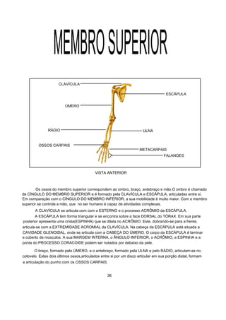 MEMBROSUPERIOR
CLAVÍCULA
ESCÁPULA
ÚMERO
ULNARÁDIO
OSSOS CARPAIS
METACARPAIS
FALANGES
VISTA ANTERIOR
Os ossos do membro superior correspondem ao ombro, braço, antebraço e mão.O ombro é chamado
de CÍNGULO DO MEMBRO SUPERIOR e é formado pela CLAVÍCULA e ESCÁPULA, articuladas entre si.
Em comparação com o CÍNGULO DO MEMBRO INFERIOR, a sua mobilidade é muito maior. Com o membro
superior se controla a mão, que no ser humano é capaz de atividades complexas.
A CLAVÍCULA se articula com com o ESTERNO e o processo ACRÔMIO da ESCÁPULA.
A ESCÁPULA tem forma triangular e se encontra sobre a face DORSAL do TÓRAX. Em sua parte
posterior apresenta uma crista(ESPINHA) que se dilata no ACRÔMIO. Este, dobrando-se para a frente,
articula-se com a EXTREMIDADE ACROMIAL da CLAVÍCULA. Na cabeça da ESCÁPULA está situada a
CAVIDADE GLENOIDAL, onde se articula com a CABEÇA DO ÚMERO. O corpo da ESCÁPULA é laminar
e coberto de músculos. A sua MARGEM INTERNA, o ÂNGULO INFERIOR, o ACRÔMIO, a ESPINHA e a
ponta do PROCESSO CORACOIDE podem ser notados por debaixo da pele.
O braço, formado pelo ÚMERO, e o antebraço, formado pela ULNA e pelo RÁDIO, articulam-se no
cotovelo. Estes dois últimos ossos,articulados entre si por um disco articular em sua porção distal, formam
a articulação do punho com os OSSOS CARPAIS.
36
 