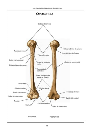 ÚMERO
ANTERIOR POSTERIOR
Fossa do olécrano
Epicôndilo medial
Cabeça do Úmero
Colo cirúrgico do Úmero
Colo anatômico do Úmero
Sulco do nervo radial
Crista supracondilar
lateral do Úmero
Epicôndilo lateral
Tubérculo maior
Tubérculo menor
Sulco do nervo ulnar
Fossa coronoide
Fossa radial
Tróclea
Capítulo
Côndilo medial Côndilo lateral
Sulco intertubercular
Crista do tubérculo menor
Crista do tubérculo
maior
Tuberosidade
deltoidea
http://laboratoriodeanatomia.blogspot.com
Sulco do nervo ulnar
38
 