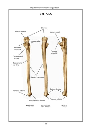 ULNA
ANTERIOR POSTERIOR MEDIAL
Olécrano
Incisura radialIncisura troclear
Processo
coronóide
Processo
coronoide
Incisura radial
Tuberosidade
da Ulna
Face anterior
da Ulna
Margem interóssea
Processo estiloide
Processo estiloide
Cabeça da Ulna
Circunferência articular
http://laboratoriodeanatomia.blogspot.com
39
 