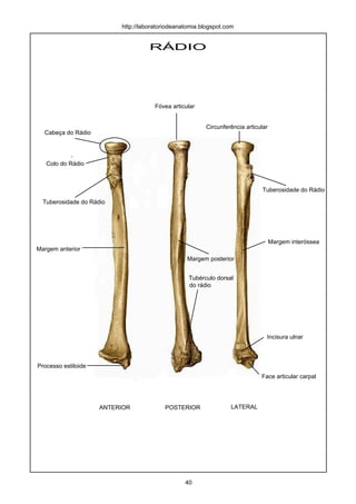 RÁDIO
ANTERIOR POSTERIOR LATERAL
Cabeça do Rádio
Colo do Rádio
Tuberosidade do Rádio
Processo estiloide
Tubérculo dorsal
do rádio
Tuberosidade do Rádio
Incisura ulnar
Face articular carpal
Margem interóssea
Margem anterior
Margem posterior
Circunferência articular
Fóvea articular
http://laboratoriodeanatomia.blogspot.com
40
 