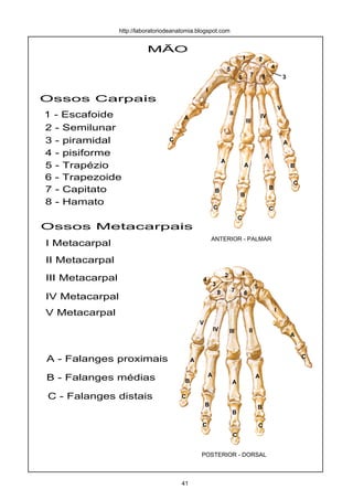 ANTERIOR - PALMAR
POSTERIOR - DORSAL
1 - Escafoide
2 - Semilunar
3 - piramidal
4 - pisiforme
5 - Trapézio
6 - Trapezoide
7 - Capitato
8 - Hamato
1 2
3
45
6
7 8
12
3
4
5
6
78
I Metacarpal
II Metacarpal
III Metacarpal
IV Metacarpal
V Metacarpal
I
II
III
IV
V
I
IIIIIIV
V
A - Falanges proximais
C - Falanges distais
B - Falanges médias
A
B
C
A
B
C
A
B
C
A
B
C
A
C
A
B
C
A
B
C
A
B
C
A
B
C
A
C
MÃO
http://laboratoriodeanatomia.blogspot.com
Ossos Carpais
Ossos Metacarpais
41
 