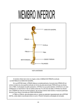 VISTA ANTERIOR
OSSO DO QUADRIL
FÊMUR
FÍBULA
TÍBIA
OSSOS TARSAIS
FALANGES
METATARSAIS
PATELA
MEMBROINFERIOR
O membro inferior tem início no cíngulo, onde a CABEÇA DO FÊMUR se articula
no ACETÁBULO do OSSO DO QUADRIL.
Em sua EPÍFISE distal, o FÊMUR dilata-se consideravelmente, formando dois CÔNDILOS em
ambos os lados de uma superfície articular em forma de polia denominada TRÓCLEA que se articula
com a TÍBIA. A articulação do joelho apresenta a PATELA na sua parte dianteira. A PATELA é um osso
cartilaginoso no nascimento e não se ossifica antes dos 15 a 20 anos de idade. A PATELA se articula
com o FÊMUR por meio de sua face posterior. Na sua face anterior está inserido o músculo quadríceps
femoral.O seu interior é formado por OSSO ESPONJOSO.
A TÍBIA e a FÍBULA, são articulados entre si, ambos se estendem separadamente até a EPÍFISE
DISTAL, onde voltam a se articular entre si e com o TÁLUS, formando a articulação do tornozelo.
43
 