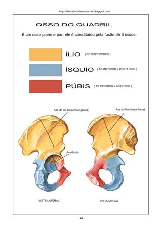 OSSO DO QUADRIL
É um osso plano e par, ele é constituído pela fusão de 3 ossos:
ÍLIO
ÍSQUIO
PÚBIS
( 2/3 SUPERIORES )
( 1/3 INFERIOR e POSTERIOR )
( 1/3 INFERIOR e ANTERIOR )
VISTA LATERAL VISTA MEDIAL
Asa do ìlio (superfície glútea)
Acetábulo
Asa do Ílio (fossa ilíaca)
http://laboratoriodeanatomia.blogspot.com
44
 