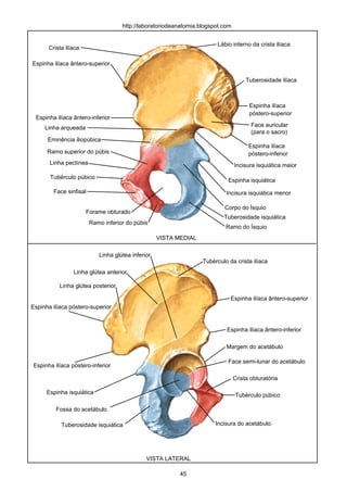 VISTA MEDIAL
VISTA LATERAL
Espinha ilíaca ântero-superior
Crista ilíaca
Lábio interno da crista ilíaca
Espinha ilíaca ântero-inferior
Tuberosidade ilíaca
Espinha ilíaca
póstero-superior
Face auricular
(para o sacro)
Incisura isquiática maior
Espinha ilíaca
póstero-inferior
Espinha isquiática
Incisura isquiática menor
Corpo do Ísquio
Tuberosidade isquiática
Ramo do Ísquio
Ramo inferior do púbis
Forame obturado
Face sinfisal
Tubérculo púbico
Linha pectínea
Ramo superior do púbis
Linha arqueada
Eminência iliopúbica
Linha glútea anterior
Linha glútea posterior
Linha glútea inferior
Crista obturatória
Tubérculo púbico
Margem do acetábulo
Face semi-lunar do acetábulo
Incisura do acetábulo
Tubérculo da crista ilíaca
Espinha ilíaca ântero-superior
Espinha ilíaca ântero-inferior
Espinha ilíaca póstero-superior
Espinha ilíaca póstero-inferior
Tuberosidade isquiática
Espinha isquiática
http://laboratoriodeanatomia.blogspot.com
Fossa do acetábulo
45
 